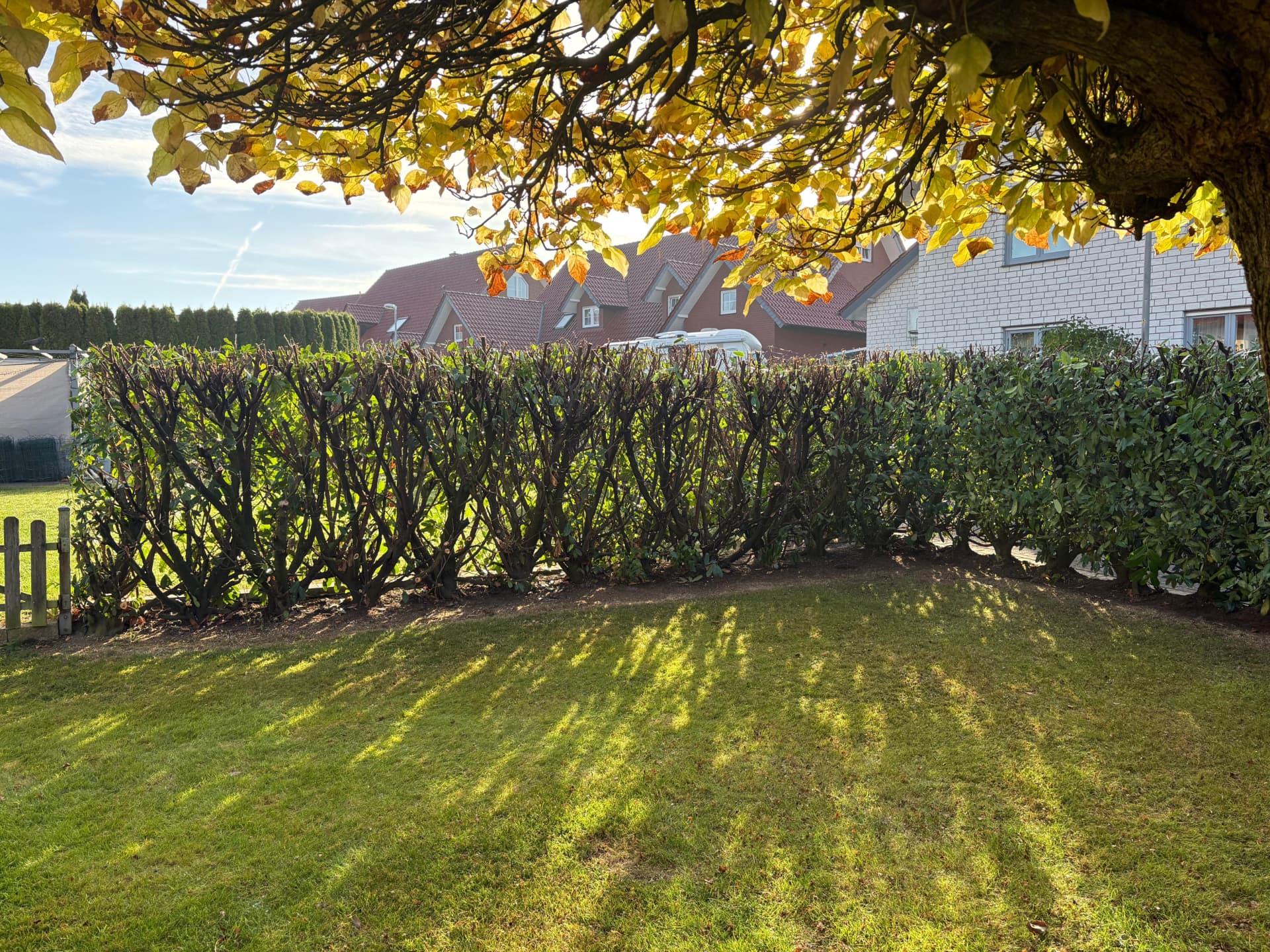 Von uns geschnittene Hecke